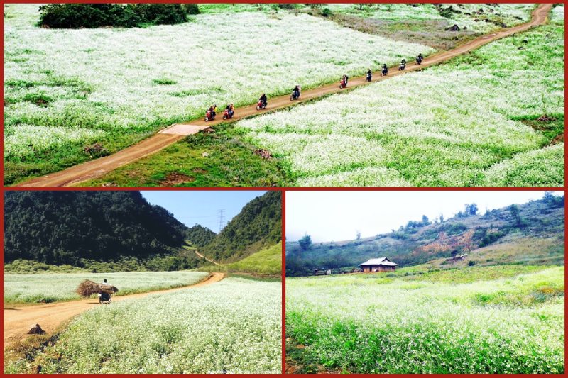 Pa Phach Village in Moc Chau white mustard flower season